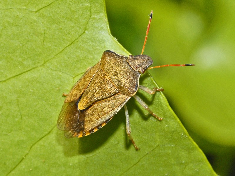 Pentatomidae:  Peribalus strictus strictus
